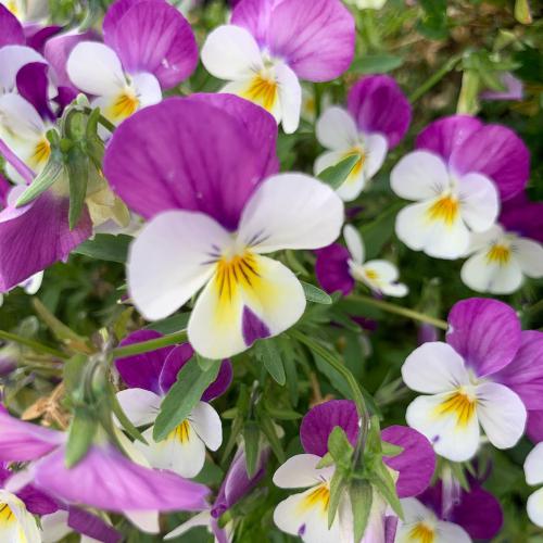 دانلود آهنگ برچسب ها ا یار منیم یاریمدی دانلود آهنگ ا یار منیم یاریمدی برچسب ها