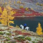 دانلود اهنگ خودم تنهایی ع همه بهترم