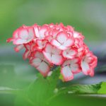 نیما بهاره دانلود