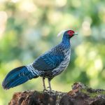 آهنگ محمد امین مومن زاده شو به دراز نه پل پلم