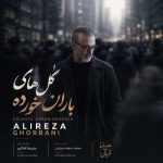 دانلود آهنگ علیرضا قربانی گل های باران خورده