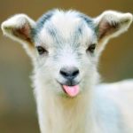 دانلود آهنگ جدید ببعی تو بازیگوشی مثل منی باهوشی