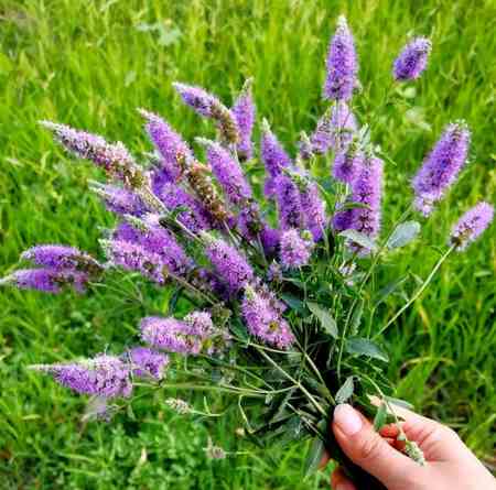 دانلود آهنگ دشت پونه های وحشی رنگ التماس و خواهش جدید